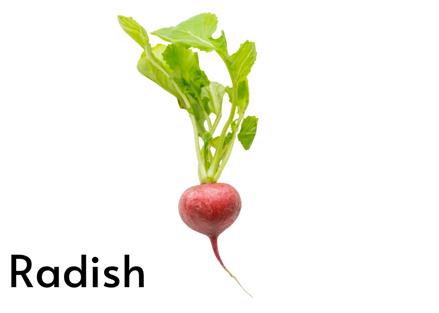Vegetable flashcards for kids in English and Afrikaans