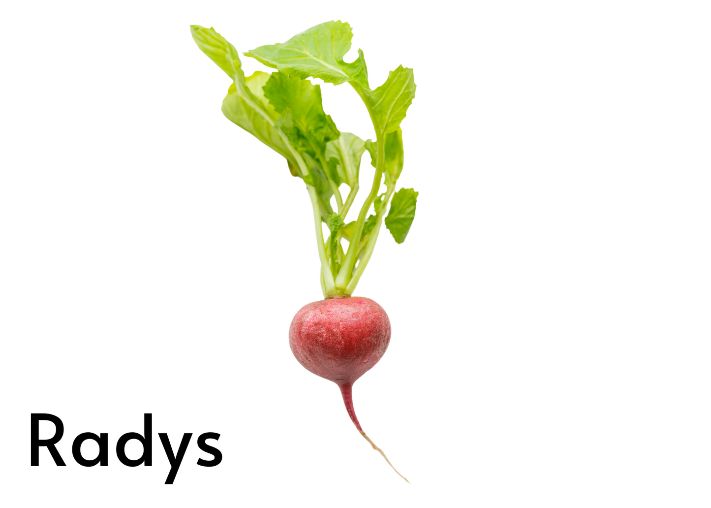 Vegetable flashcards for kids in English and Afrikaans