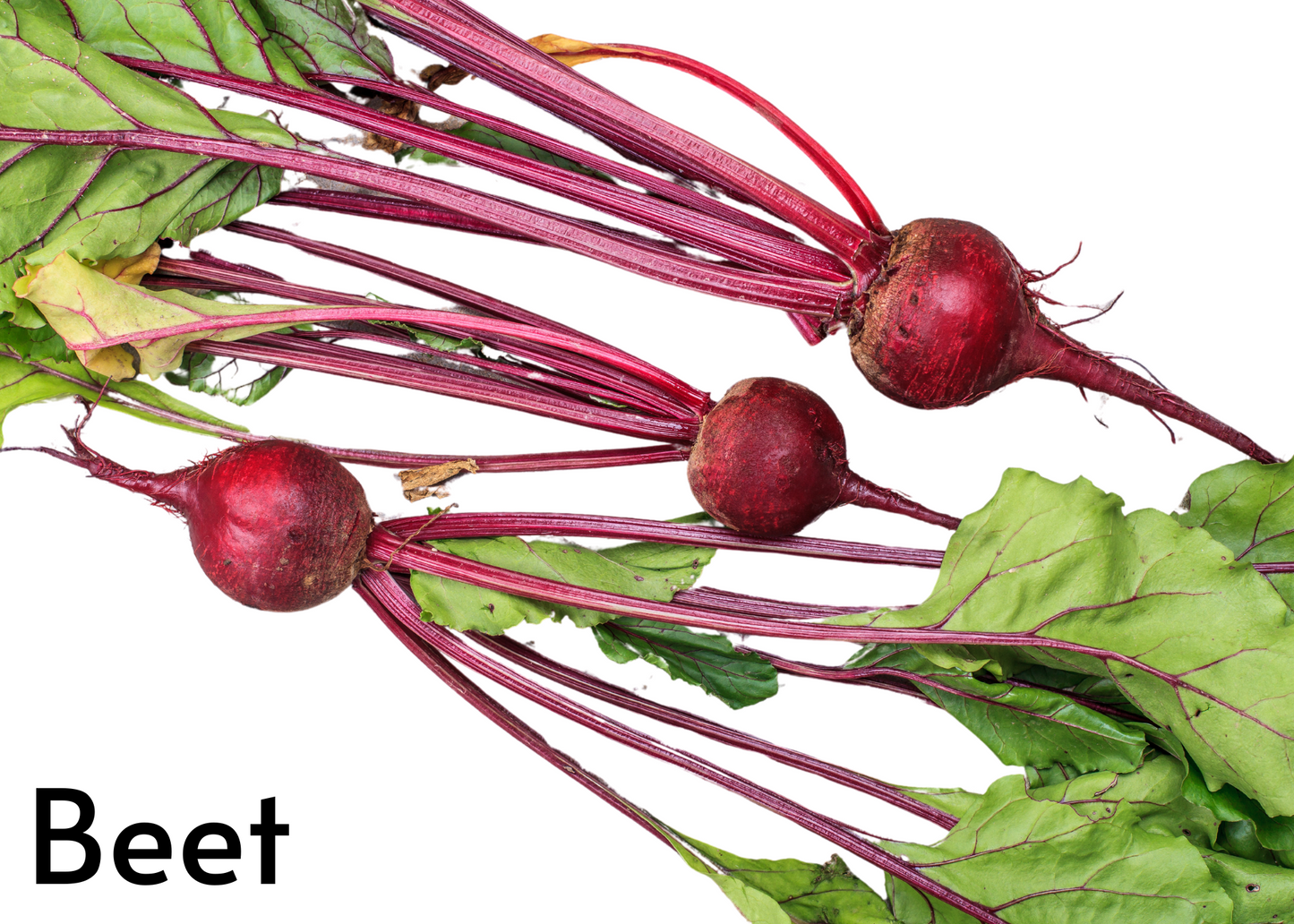 Vegetable flashcards for kids in English and Afrikaans