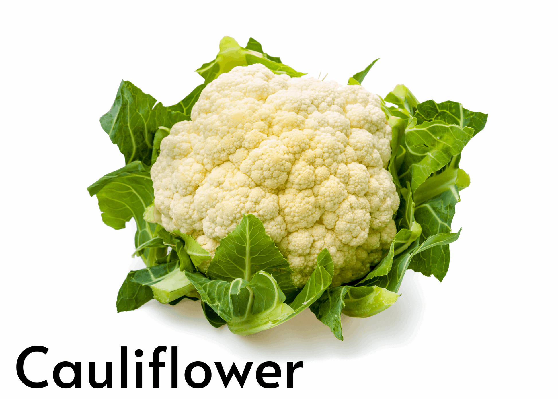 Vegetable flashcards for kids in English and Afrikaans